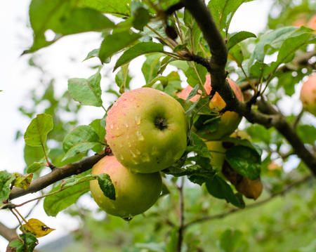 Ripe juicy apples hanging on a tree. Photo nature.