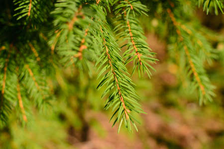 Fir branch macro photo blurred background