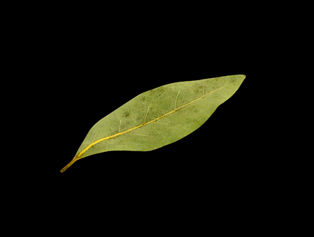 Bay leaf isolated on black background. Food photo.
