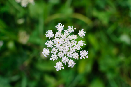 Umbellate inflorescence of white flowers on a blurred background macro photoの写真素材