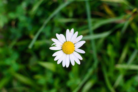 Wild white daisy flower on a meadow blurred background. Photo nature.の写真素材