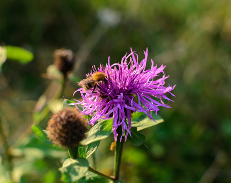 Bee on a purple flower on a meadow macro photoの写真素材