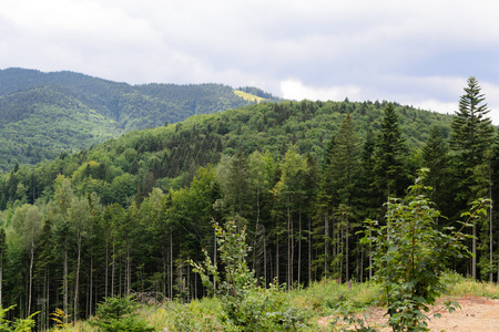 Mountains and wild forest view from altitude landscape. Photo nature.
