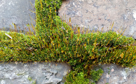 Moss texture. Macro photo nature.の写真素材
