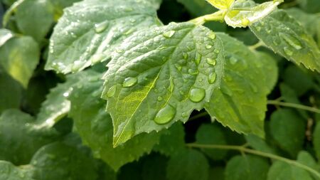 Drops water dew on a green leaf. Tree after rain. Macro photo nature.の写真素材