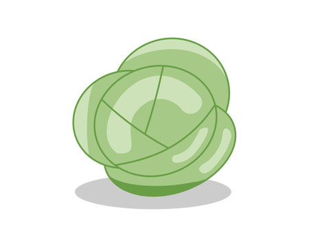 Cabbage vector icon. Vegetables healthy vegetarian food. Organic plant symbolのイラスト素材