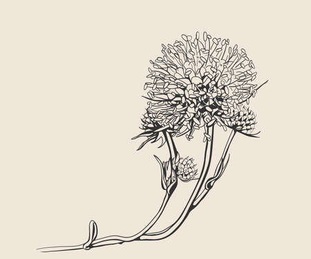 Flower illustration vector line art design. Floral hand drawing nature decor. Vintage garden sketch.のイラスト素材