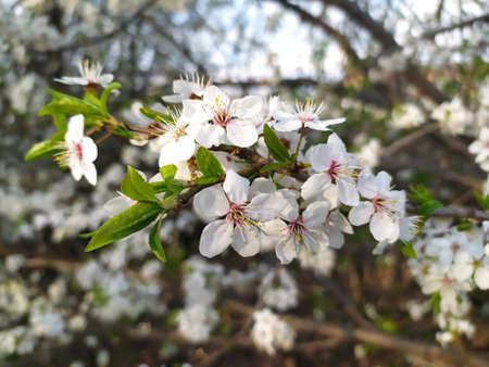 Spring flower background. Sakura blossom white petal. Floral cherry tree garden. Marriage or wedding...