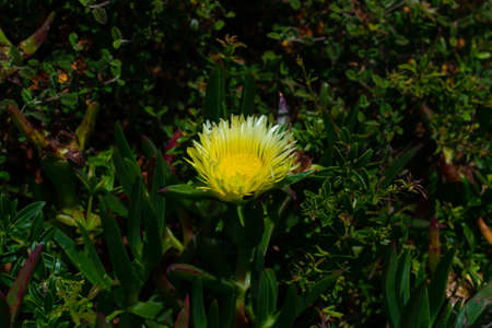 One wildflower in the jungle on a dark background among the vegetation.の写真素材