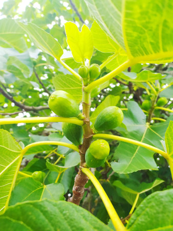 Fig tree with green little figs hanging from its branches