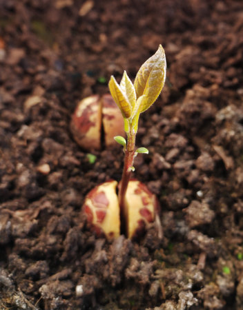 A detailed view of a plant avocado sprouting from the ground, showing the natural process of growth.の写真素材