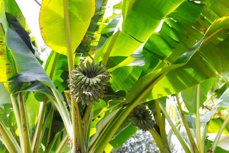 Young green banana tree with fruits. Rainforest and plant leaves.の写真素材