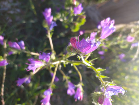 A detailed view of vibrant purple flowers growing in a field, showing the delicate petals and rich color against the green foliage.の写真素材