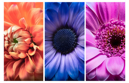 The image depicts three abstract floral paintings. Each painting features a single large flower with layered petals in various shades of blue, brown, and purple. The flowers are set against a white background, and their petals appear to have a 3D effect. The paintings are arranged side-by-side, creating a visually appealing and artistic composition.の素材