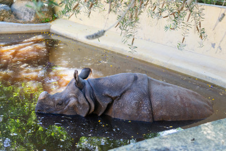 This image shows a large gray rhinoceros relaxing in a pool of water at a zoo on a sunny day. The rhinoceros is lying on its side with its head submerged in the water. The water is clear and reflects the sunlight. There are green plants growing around the pool. The rhinoceros is a large and powerful animal, but it looks peaceful and relaxed in the water.の写真素材