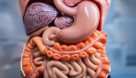 Close up illustration of a healthy stomach and digestive system, focusing on anatomy, wellness, and nutrition.の素材