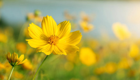 A detailed view of a vibrant yellow flower standing out in a field of green grass, showing its delicate petals and intricate center. The focus is on the flowers natural beauty and unique characteristics.の素材