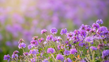 A detailed view of vibrant purple flowers growing in a field, showing the delicate petals and rich color against the green foliage.の素材