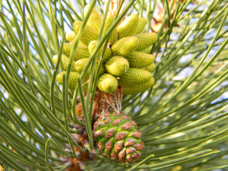 Close-up of young pine cones and needles on a pine branch.