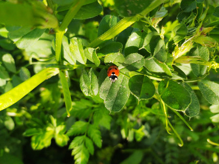 A small red ladybug sits on a lush green leaf, surrounded by dense foliage, highlighting the beauty of nature's tiny creatures.の写真素材