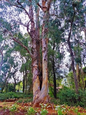 Lush green park with diverse flora, including palm trees and other exotic plants.の写真素材