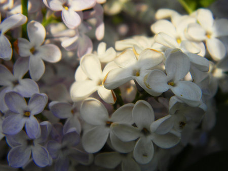 Close-up of delicate white lilac blossoms, showing intricate details and soft lighting.の写真素材
