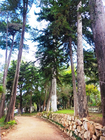 Scenic park pathway lined with tall trees and a stone wall. Perfect for a relaxing stroll.