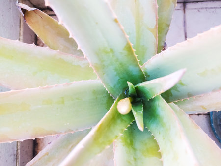 Closeup of an aloe vera plant, showing its medicinal properties and natural beauty. Ideal for wellness, skincare, or botanical concepts, symbolizing healing.の写真素材