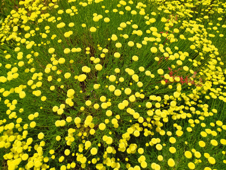 Vibrant field of tiny yellow flowers and green stems. A cheerful, bright, and organic scene. Ideal...
