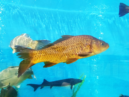 Golden fish swimming in a bright blue aquarium alongside others. A serene underwater scene, perfect...
