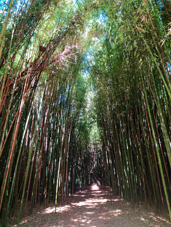 Lush bamboo forest path. Tranquil nature scene with vibrant green foliage and dappled sunlight. Represents serenity, growth, and Asian aesthetics. Ideal for backgrounds, travel.の写真素材