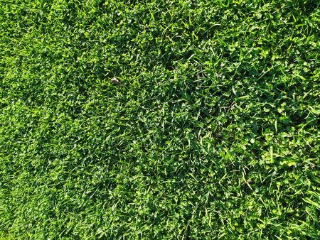 Lush green grass closeup, vibrant and full of life. A natural textured background ideal for projects...