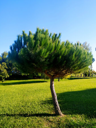 Serene scene showcasing a lone evergreen tree in a sunlit meadow against a clear blue sky....