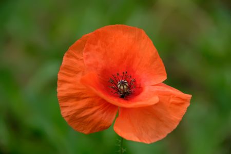 red poppy on green grassの写真素材