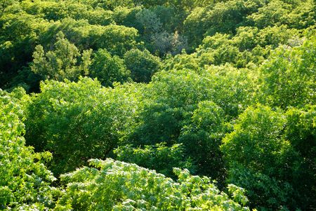 Background from leaves of tops of treesの写真素材