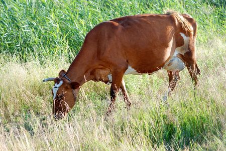 One brown cow is grazed on a meadowの写真素材