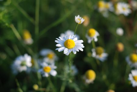 Closeup of camomile on a meadowの写真素材