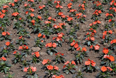 The red flower in city parkの写真素材