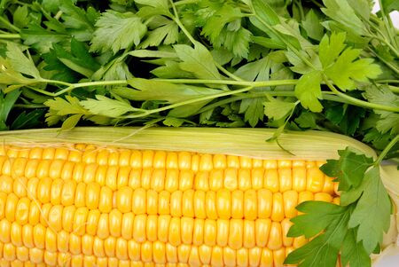 Background from corn heads of cabbage and parsleyの写真素材