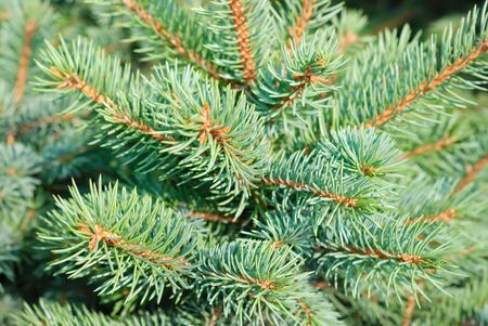 Background from branches of a natural fur-treeの写真素材