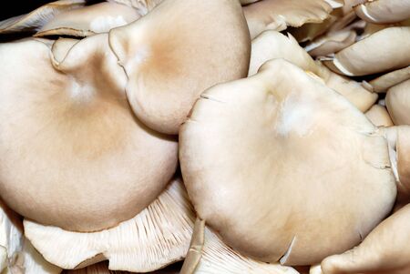 Background from the big and fresh mushroomsの写真素材