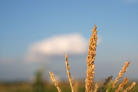 Young vegetation on a corn field against the dark skyの写真素材