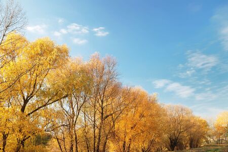 Autumn landscape with trees against the skyの写真素材