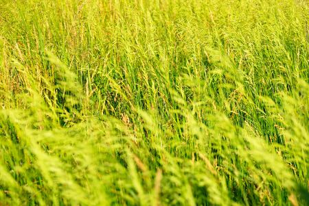 Summer background from a green field grassの写真素材