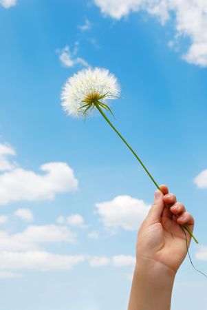 The female hand holds a dandelion against the skyの写真素材