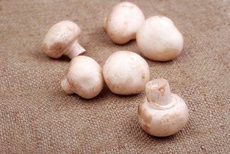 Fresh field mushrooms on a rough textile の写真素材