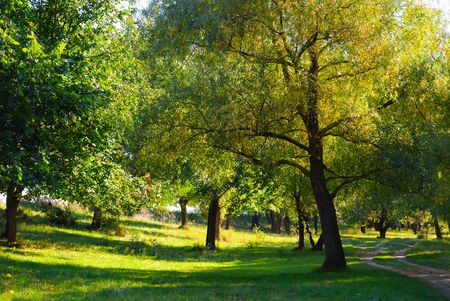 The wood road is bent between treesの写真素材