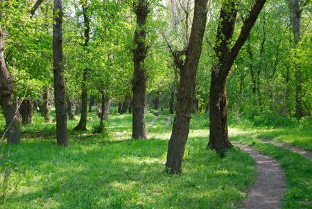 The wood road is bent between treesの写真素材