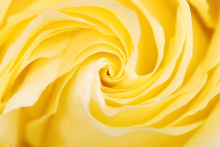 Macro background from a yellow roseの写真素材