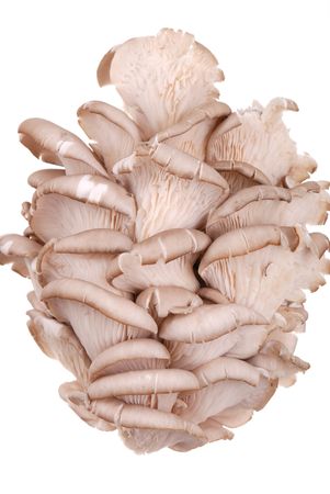 Background from fresh oyster mushrooms isolated on whiteの写真素材